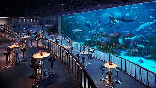 Thủy Cung S.E.A Aquarium: Xứ Sở Thần Tiên Của Các Loài Sinh Vật Biển